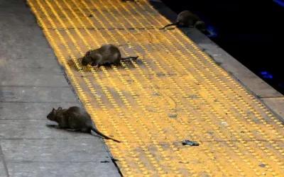 Уничтожение крыс на ж/д вокзале в Москве